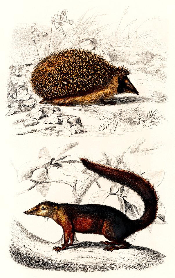 European Hedgehog (Erinaceus Europaeus) and Common Treeshrew (Tupaia Glis) illustrated by Charles Dessalines D' Orbigny (1806-1876). Digitally enhanced from our own 1892 edition of Dictionnaire Universel D'histoire Naturelle.