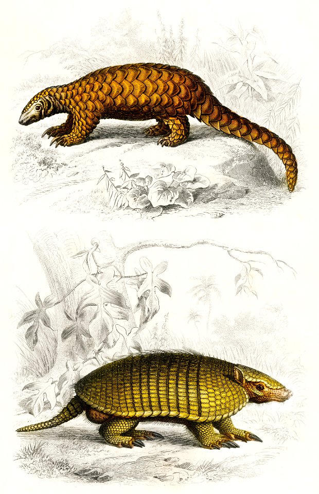 Yellow armadillo (Euphractus sexcinctus) and Indian Pangolin (Manis crassicaudata) illustrated by Charles Dessalines D' Orbigny (1806-1876). Digitally enhanced from our own 1892 edition of Dictionnaire Universel D'histoire Naturelle.