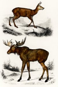 Alces alces and Moschus illustrated by Charles Dessalines D' Orbigny (1806-1876). Digitally enhanced from our own 1892 edition of Dictionnaire Universel D'histoire Naturelle.. Free illustration for personal and commercial use.