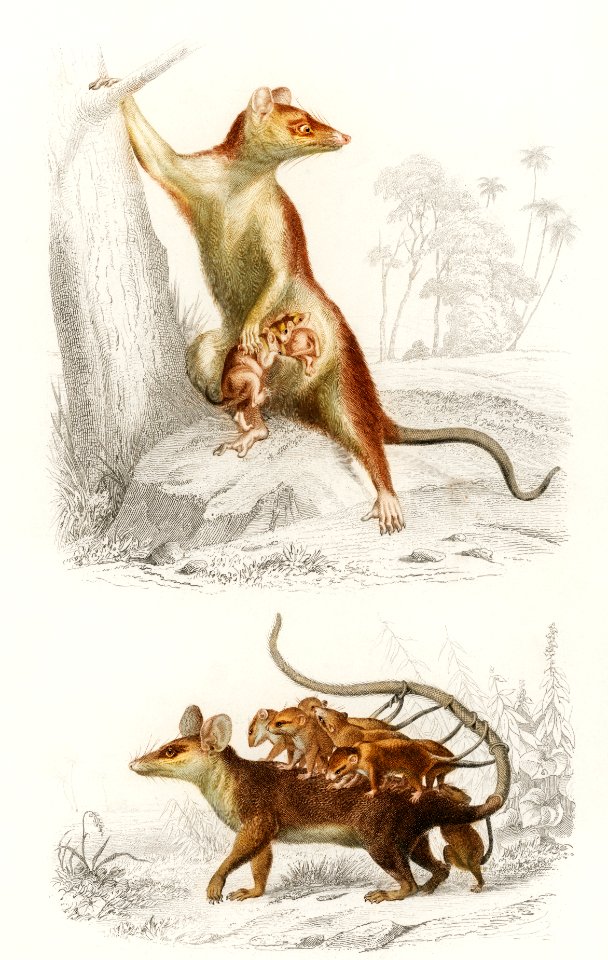 Opossum (Didelphis) and Opossum (Didelphis) illustrated by Charles Dessalines D' Orbigny (1806-1876). Digitally enhanced from our own 1892 edition of Dictionnaire Universel D'histoire Naturelle.