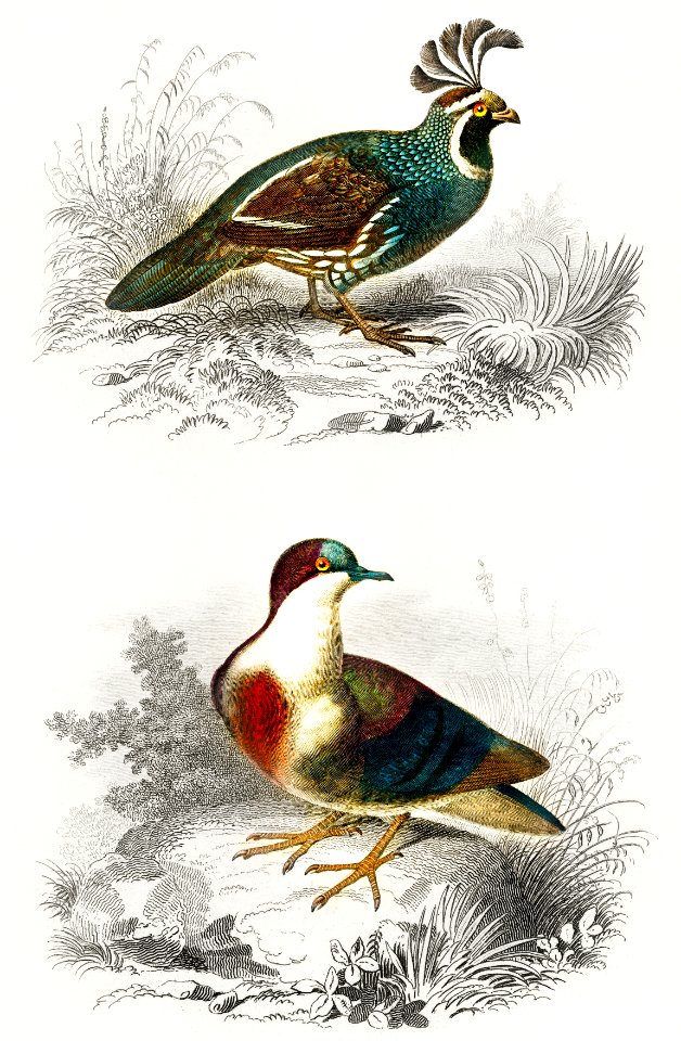 Different types of birds illustrated by Charles Dessalines D' Orbigny (1806-1876). Digitally enhanced from our own 1892 edition of Dictionnaire Universel D'histoire Naturelle.