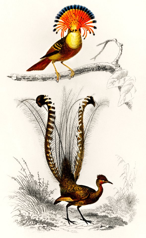 Different types of birds illustrated by Charles Dessalines D' Orbigny (1806-1876). Digitally enhanced from our own 1892 edition of Dictionnaire Universel D'histoire Naturelle.