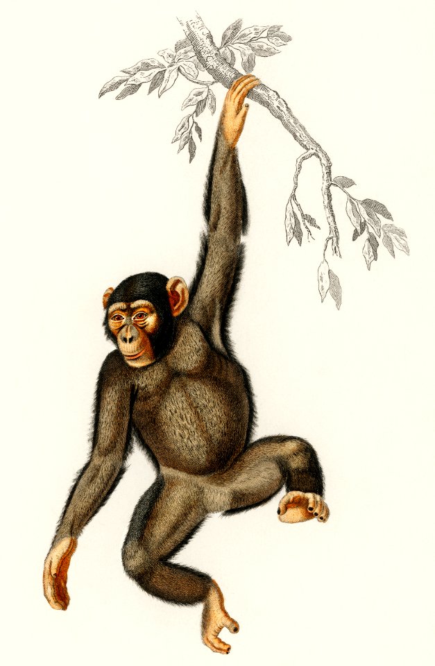 Chimpangze (Troglodyte Chimpanze) illustrated by Charles Dessalines D' Orbigny (1806-1876). Digitally enhanced from our own 1892 edition of Dictionnaire Universel D'histoire Naturelle.