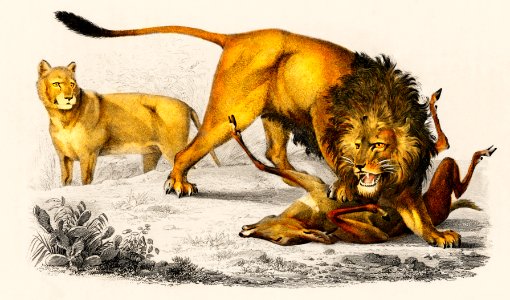 Lion (Panthera Leo) illustrated by Charles Dessalines D' Orbigny (1806-1876). Digitally enhanced from our own 1892 edition of Dictionnaire Universel D'histoire Naturelle.