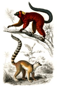 Lemur illustrated by Charles Dessalines D' Orbigny (1806-1876). Digitally enhanced from our own 1892 edition of Dictionnaire Universel D'histoire Naturelle.. Free illustration for personal and commercial use.