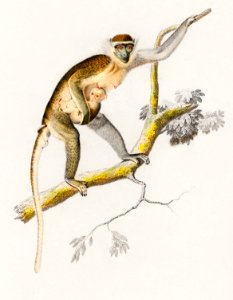 Cercopithecus griseus (Guenon Grivet) illustrated by Charles Dessalines D' Orbigny (1806-1876). Digitally enhanced from our own 1892 edition of Dictionnaire Universel D'histoire Naturelle.