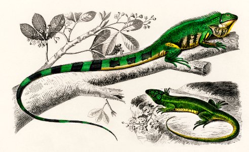 Green lizard (iguana) and Green lizard (Lacerta viridis) illustrated by Charles Dessalines D' Orbigny (1806-1876), Digitally enhanced from our own 1892 edition of Dictionnaire Universel D'histoire Naturelle.. Free illustration for personal and commercial use.