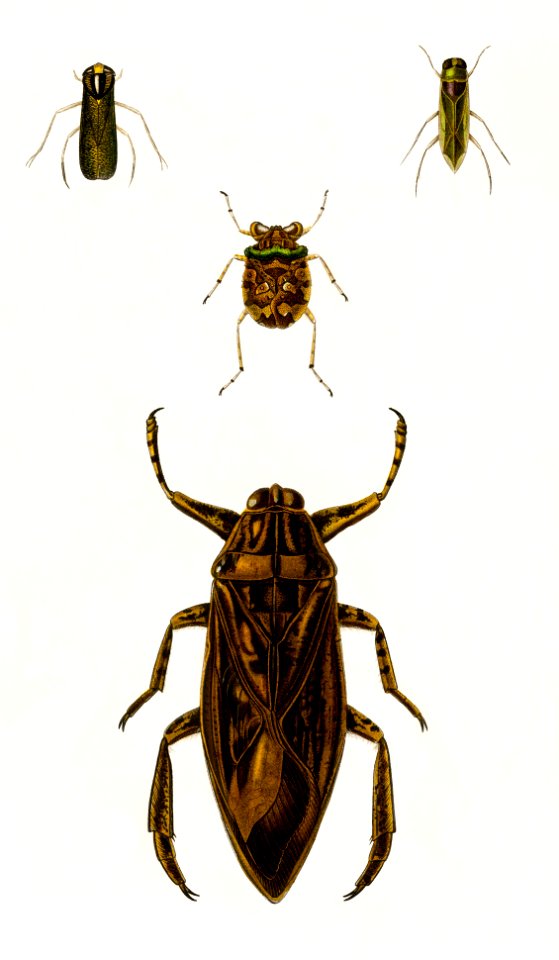 Different types of insects illustrated by Charles Dessalines D' Orbigny (1806-1876). Digitally enhanced from our own 1892 edition of Dictionnaire Universel D'histoire Naturelle.. Free illustration for personal and commercial use.