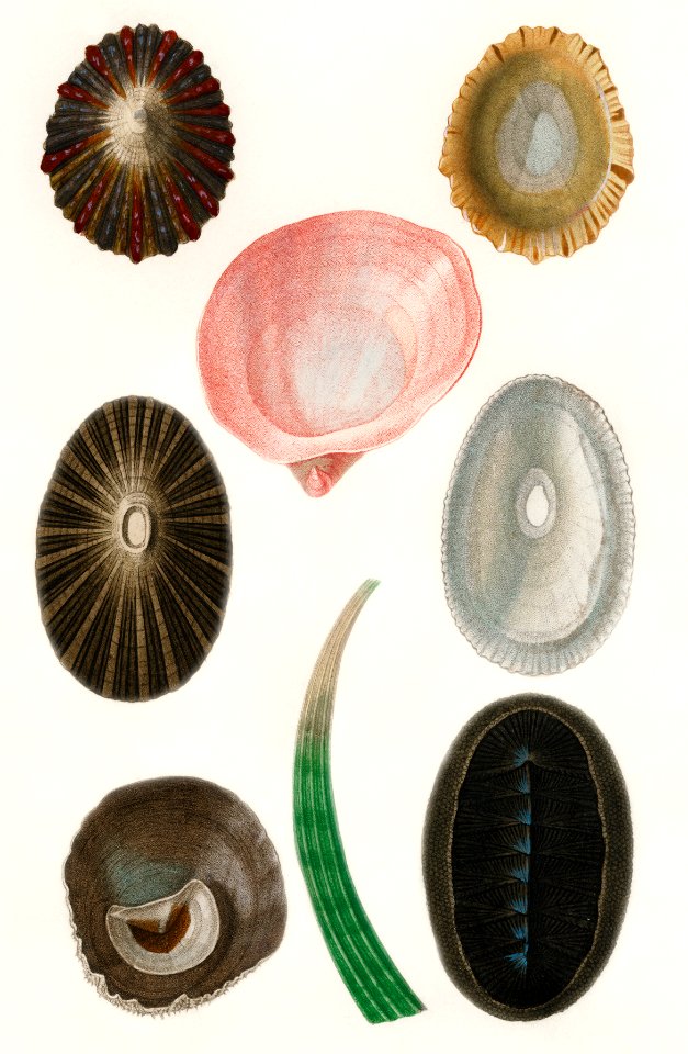 Different types of mollusks illustrated by Charles Dessalines D' Orbigny (1806-1876). Digitally enhanced from our own 1892 edition of Dictionnaire Universel D'histoire Naturelle.