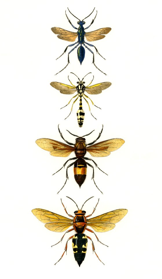 Different types of wasps illustrated by Charles Dessalines D' Orbigny (1806-1876). Digitally enhanced from our own 1892 edition of Dictionnaire Universel D'histoire Naturelle.