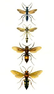Different types of wasps illustrated by Charles Dessalines D' Orbigny (1806-1876). Digitally enhanced from our own 1892 edition of Dictionnaire Universel D'histoire Naturelle.. Free illustration for personal and commercial use.