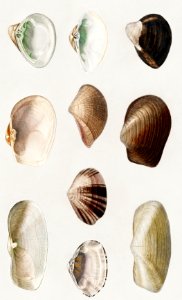 Different types of mollusks illustrated by Charles Dessalines D' Orbigny (1806-1876). Digitally enhanced from our own 1892 edition of Dictionnaire Universel D'histoire Naturelle.