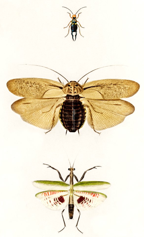 Different types of insects illustrated by Charles Dessalines D' Orbigny (1806-1876). Digitally enhanced from our own 1892 edition of Dictionnaire Universel D'histoire Naturelle.