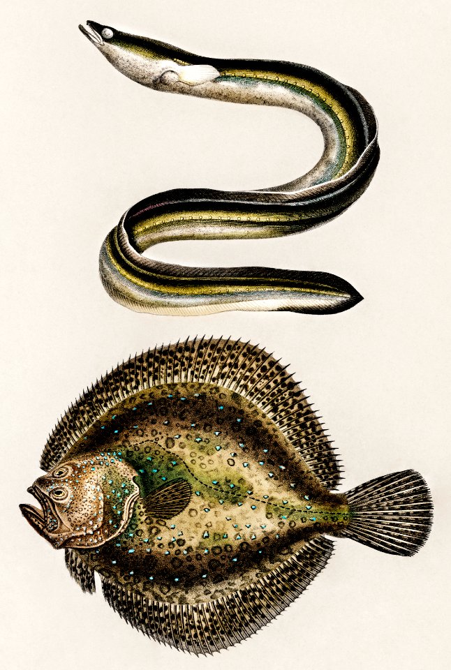 Different types of fishes illustrated by Charles Dessalines D' Orbigny (1806-1876). Digitally enhanced from our own 1892 edition of Dictionnaire Universel D'histoire Naturelle.