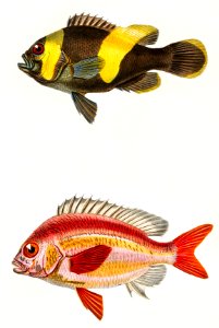 Different types of fishes illustrated by Charles Dessalines D' Orbigny (1806-1876). Digitally enhanced from our own 1892 edition of Dictionnaire Universel D'histoire Naturelle.. Free illustration for personal and commercial use.