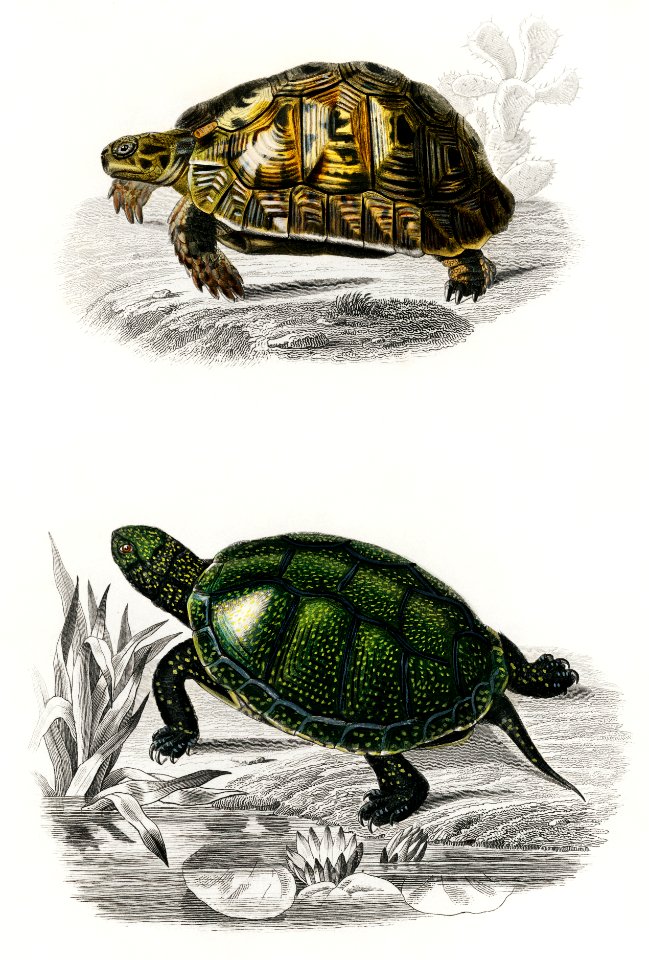 Tortoises (Testudo) and Pond turtle (Emys orbicularis) illustrated by Charles Dessalines D' Orbigny (1806-1876). Digitally enhanced from our own 1892 edition of Dictionnaire Universel D'histoire Naturelle.