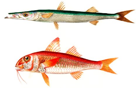 Different types of fishes illustrated by Charles Dessalines D' Orbigny (1806-1876) Digitally enhanced from our own 1892 edition of Dictionnaire Universel D'histoire Naturelle.. Free illustration for personal and commercial use.