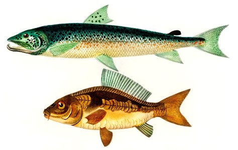 Salmo Hamatus and Cyprinus Carpio illustrated by Charles Dessalines D' Orbigny (1806-1876). Digitally enhanced from our own 1892 edition of Dictionnaire Universel D'histoire Naturelle.. Free illustration for personal and commercial use.