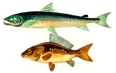 Salmo Hamatus and Cyprinus Carpio illustrated by Charles Dessalines D' Orbigny (1806-1876). Digitally enhanced from our own 1892 edition of Dictionnaire Universel D'histoire Naturelle.