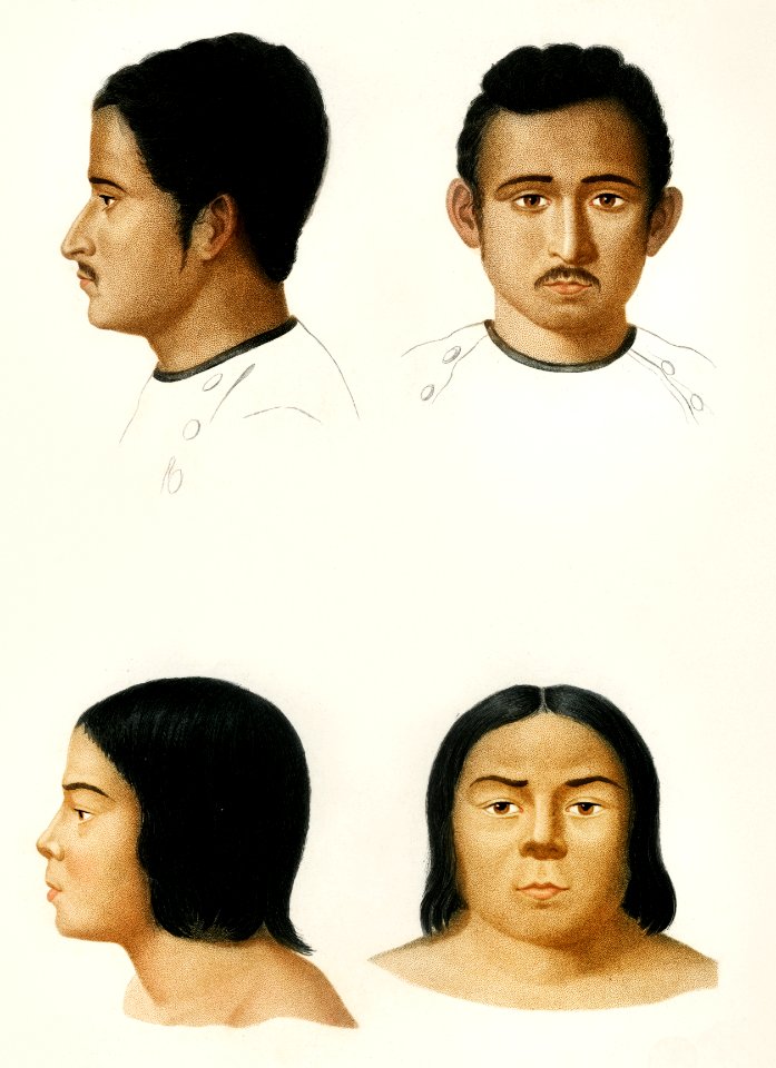Human race illustrated by Charles Dessalines D' Orbigny (1806-1876). Digitally enhanced from our own 1892 edition of Dictionnaire Universel D'histoire Naturelle.