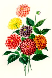 Dahlia illustrated by Charles Dessalines D' Orbigny (1806-1876). Digitally enhanced from our own 1892 edition of Dictionnaire Universel D'histoire Naturelle.. Free illustration for personal and commercial use.