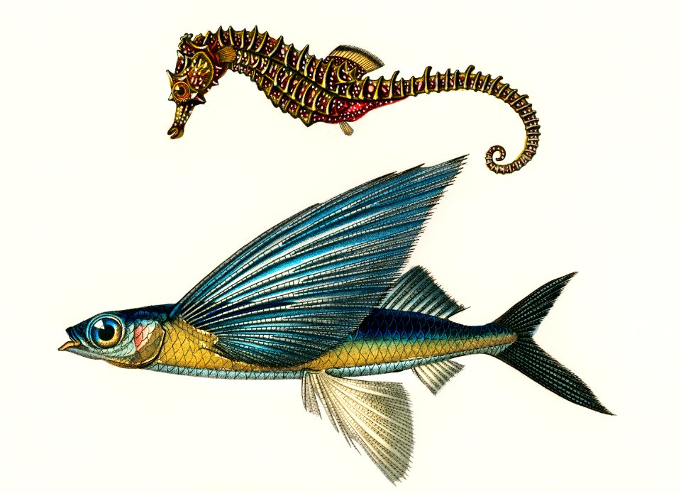 Lined seahorse (Hippocampus Erectus) and Stropical two wing flying fish (Exocoetus Volitan) illustrated by Charles Dessalines D' Orbigny (1806-1876). Digitally enhanced from our own 1892 edition of Dictionnaire Universel D'histoire Naturelle.
