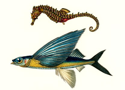 Lined seahorse (Hippocampus Erectus) and Stropical two wing flying fish (Exocoetus Volitan) illustrated by Charles Dessalines D' Orbigny (1806-1876). Digitally enhanced from our own 1892 edition of Dictionnaire Universel D'histoire Naturelle.. Free illustration for personal and commercial use.