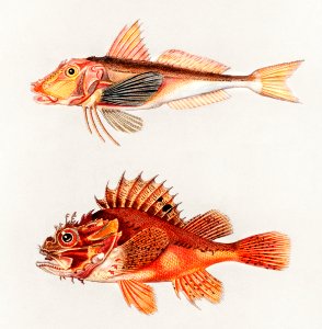 Different types of fishes illustrated by Charles Dessalines D' Orbigny (1806-1876). Digitally enhanced from our own 1892 edition of Dictionnaire Universel D'histoire Naturelle.. Free illustration for personal and commercial use.