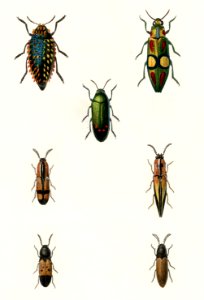 Different types of beetles illustrated by Charles Dessalines D' Orbigny (1806-1876). Digitally enhanced from our own 1892 edition of Dictionnaire Universel D'histoire Naturelle.
