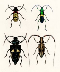 Different types of beetles illustrated by Charles Dessalines D' Orbigny (1806-1876). Digitally enhanced from our own 1892 edition of Dictionnaire Universel D'histoire Naturelle.. Free illustration for personal and commercial use.