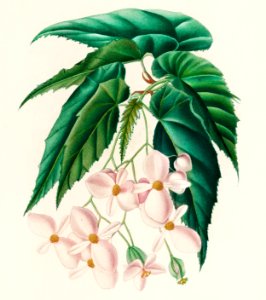 Begonia (Begonia incarnata) illustrated by Charles Dessalines D' Orbigny (1806-1876). Digitally enhanced from our own 1892 edition of Dictionnaire Universel D'histoire Naturelle.. Free illustration for personal and commercial use.
