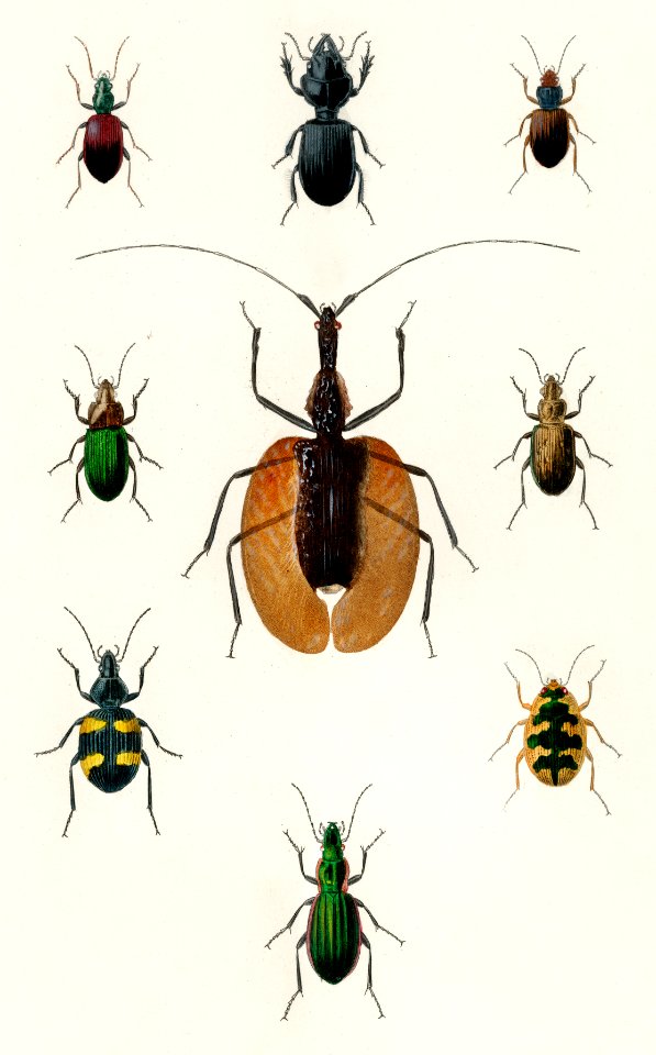 Different types of beetles illustrated by Charles Dessalines D' Orbigny (1806-1876). Digitally enhanced from our own 1892 edition of Dictionnaire Universel D'histoire Naturelle.