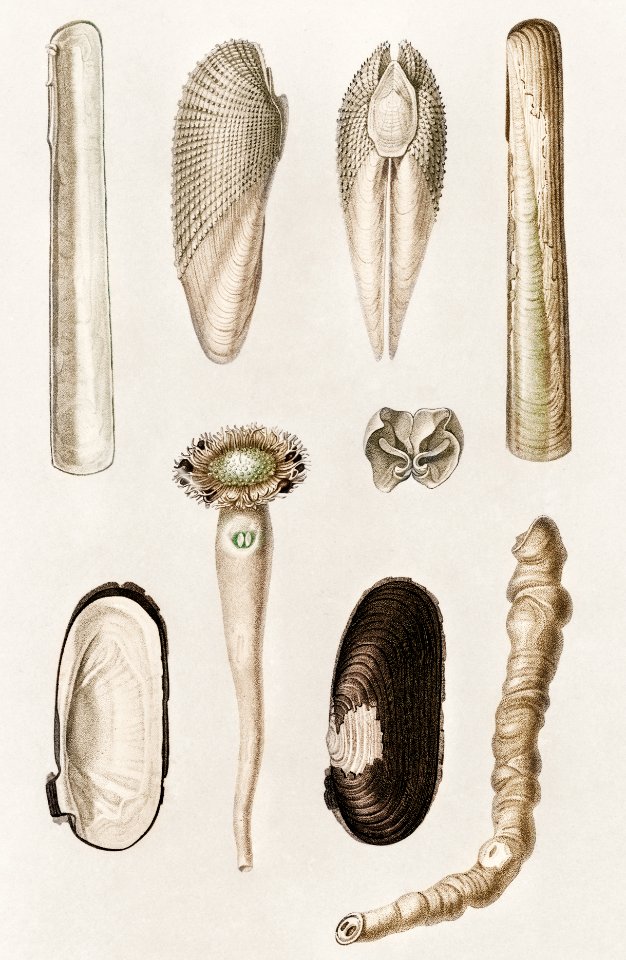 Different types of mollusks illustrated by Charles Dessalines D' Orbigny (1806-1876). Digitally enhanced from our own 1892 edition of Dictionnaire Universel D'histoire Naturelle.