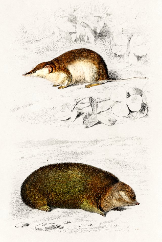Shrew (Sorex) and Golden mole (Chrysochloridae) illustrated by Charles Dessalines D' Orbigny (1806-1876). Digitally enhanced from our own 1892 edition of Dictionnaire Universel D'histoire Naturelle.