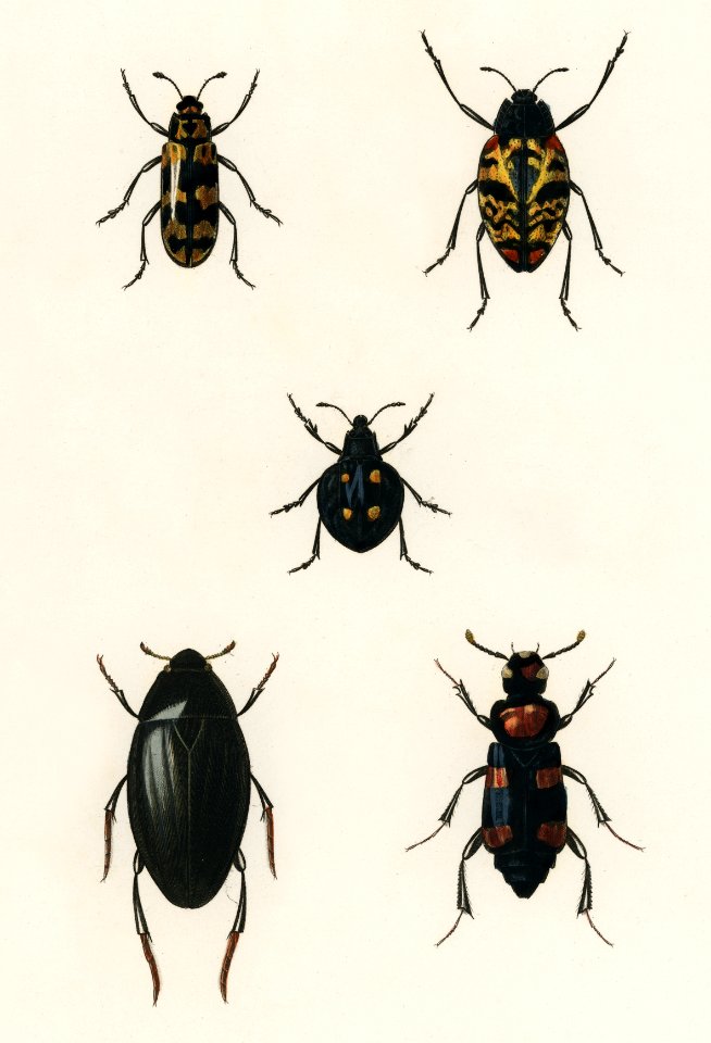 Different types of beetles illustrated by Charles Dessalines D' Orbigny (1806-1876). Digitally enhanced from our own 1892 edition of Dictionnaire Universel D'histoire Naturelle.