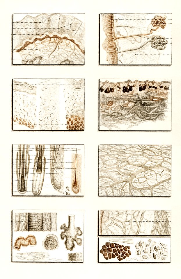 Collection of hand drawing of human skin structure illustrated by Charles Dessalines D' Orbigny (1806-1876).