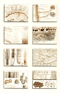 Collection of hand drawing of human skin structure illustrated by Charles Dessalines D' Orbigny (1806-1876).. Free illustration for personal and commercial use.
