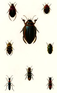 Different types of beetles illustrated by Charles Dessalines D' Orbigny (1806-1876). Digitally enhanced from our own 1892 edition of Dictionnaire Universel D'histoire Naturelle.. Free illustration for personal and commercial use.