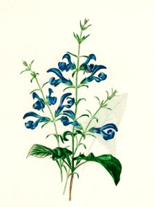 Salvia patens illustrated by Charles Dessalines D' Orbigny (1806-1876). Digitally enhanced from our own 1892 edition of Dictionnaire Universel D'histoire Naturelle.. Free illustration for personal and commercial use.
