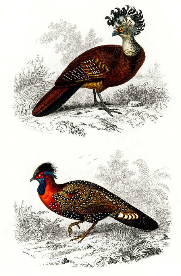 Different types of birds illustrated by Charles Dessalines D' Orbigny (1806-1876) Digitally enhanced from our own 1892 edition of Dictionnaire Universel D'histoire Naturelle.. Free illustration for personal and commercial use.