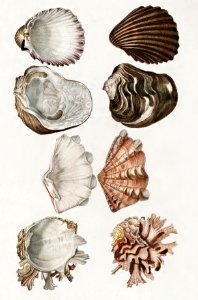 Different types of mollusks illustrated byCharles Dessalines D' Orbigny (1806-1876). Digitally enhanced from our own 1892 edition of Dictionnaire Universel D'histoire Naturelle.