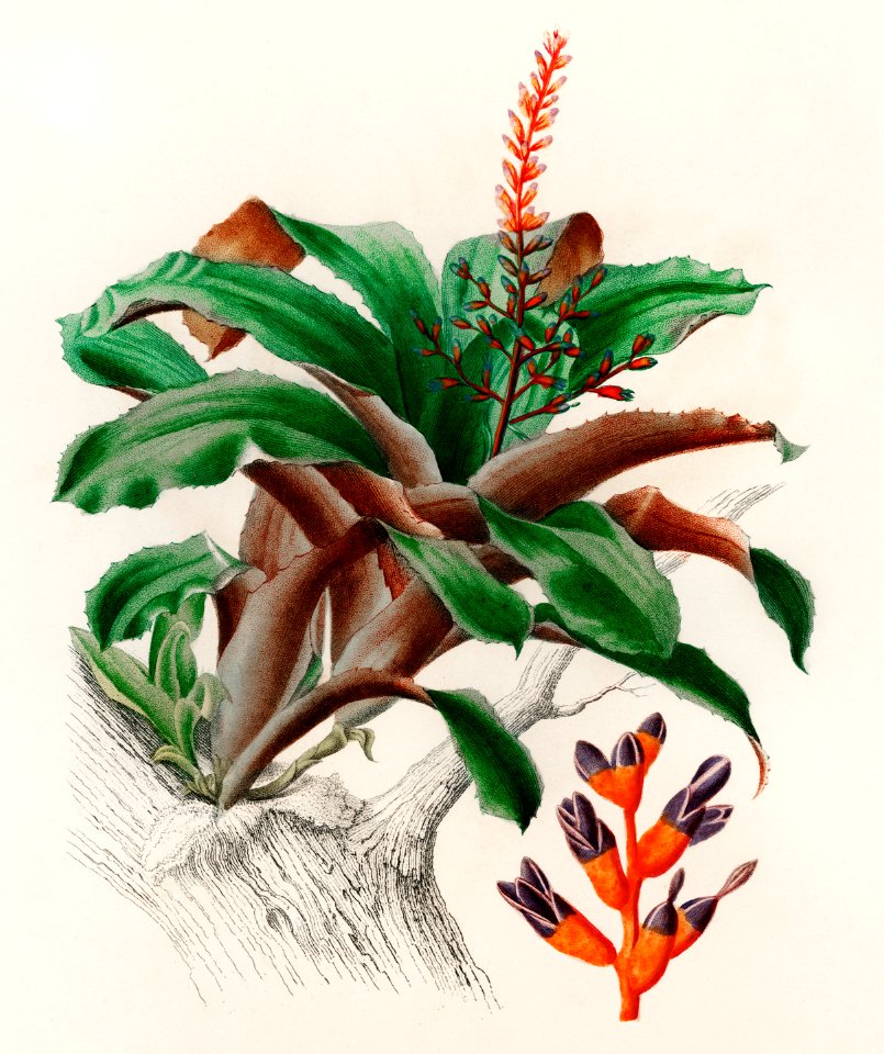 Bromeliad (Aechmea discolor) illustrated by Charles Dessalines D' Orbigny (1806-1876). Digitally enhanced from our own 1892 edition of Dictionnaire Universel D'histoire Naturelle.