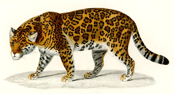 Jaguar (Panthera Onca) illustrated by Charles Dessalines D' Orbigny (1806-1876). Digitally enhanced from our own 1892 edition of Dictionnaire Universel D'histoire Naturelle.. Free illustration for personal and commercial use.