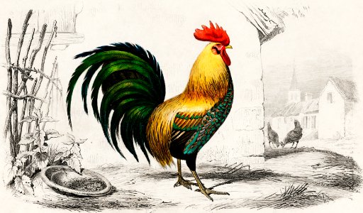 Cock illustrated by Charles Dessalines D' Orbigny (1806-1876). Digitally enhanced from our own 1892 edition of Dictionnaire Universel D'histoire Naturelle.. Free illustration for personal and commercial use.
