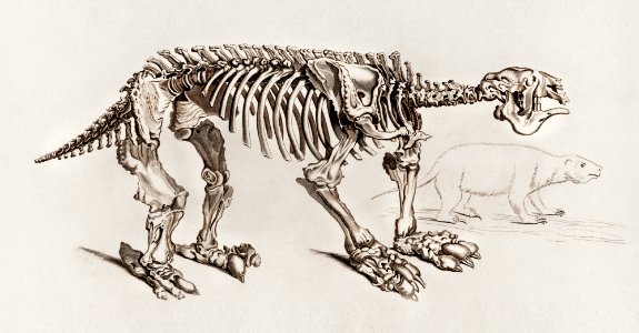 Megatherium illustrated by Charles Dessalines D' Orbigny (1806-1876). Digitally enhanced from our own 1892 edition of Dictionnaire Universel D'histoire Naturelle.. Free illustration for personal and commercial use.
