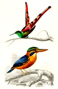 Different types of birds illustrated by Charles Dessalines D' Orbigny (1806-1876) Digitally enhanced from our own 1892 edition of Dictionnaire Universel D'histoire Naturelle.. Free illustration for personal and commercial use.