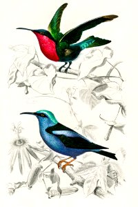 Different types of birds illustrated by Charles Dessalines D' Orbigny (1806-1876) Digitally enhanced from our own 1892 edition of Dictionnaire Universel D'histoire Naturelle.