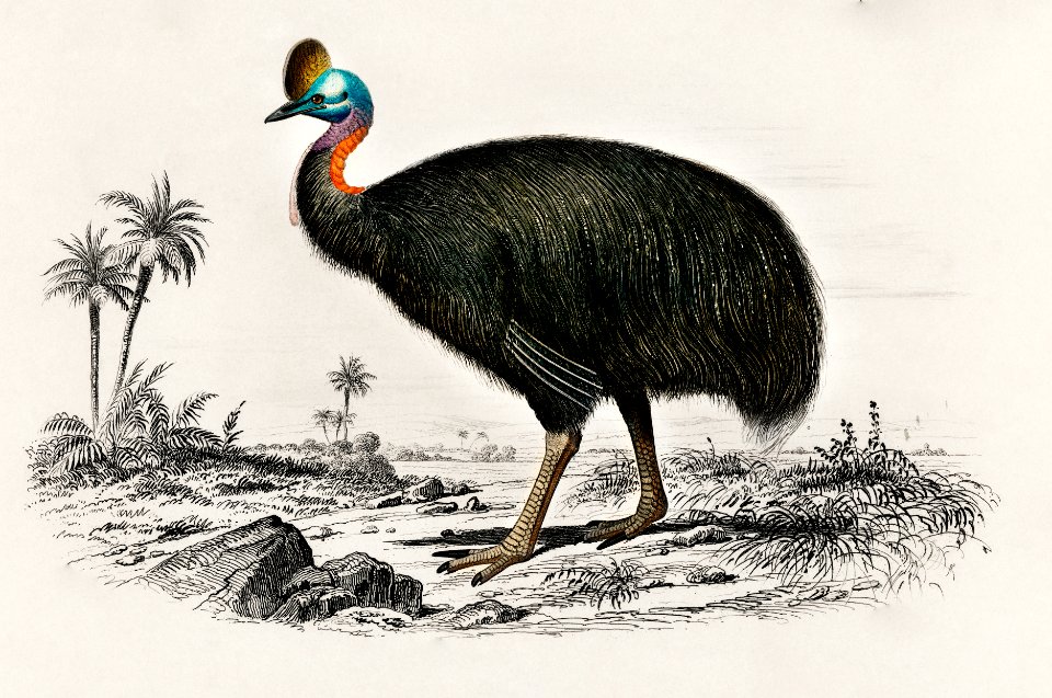 Casoar à casque illustrated by Charles Dessalines D' Orbigny (1806-1876). Digitally enhanced from our own 1892 edition of Dictionnaire Universel D'histoire Naturelle.