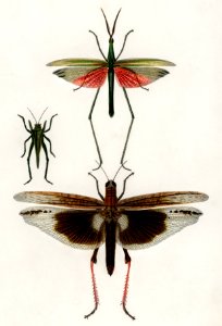Different types of bugs illustrated by Charles Dessalines D' Orbigny (1806-1876).Digitally enhanced from our own 1892 edition of Dictionnaire Universel D'histoire Naturelle.