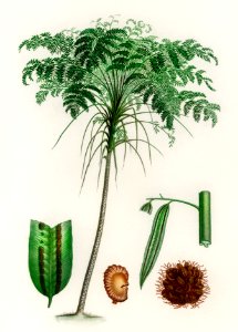 Trichipteris excelsa illustrated by Charles Dessalines D' Orbigny (1806-1876). Digitally enhanced from our own 1892 edition of Dictionnaire Universel D'histoire Naturelle.. Free illustration for personal and commercial use.